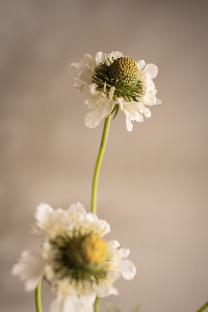 Scabiosa Vit - Bild 2