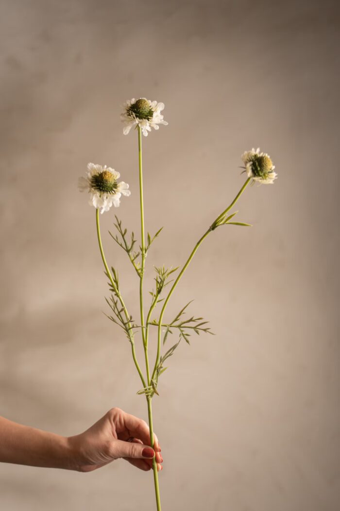 Scabiosa Vit