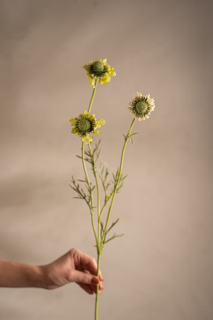 Scabiosa Lime