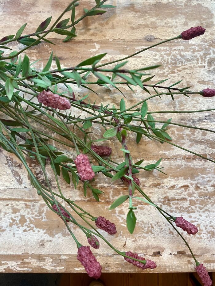 Pimpinell Burgundy - Bild 2