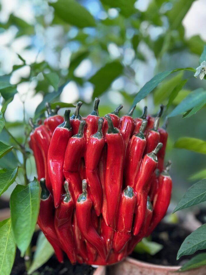 Chili Vas
