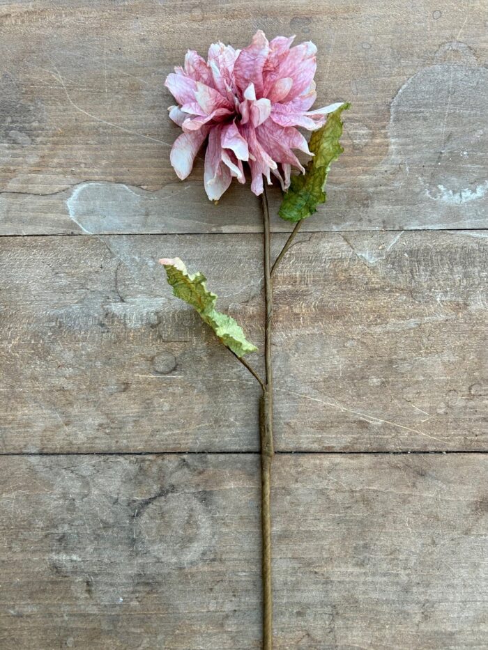 Dahlia Rosa