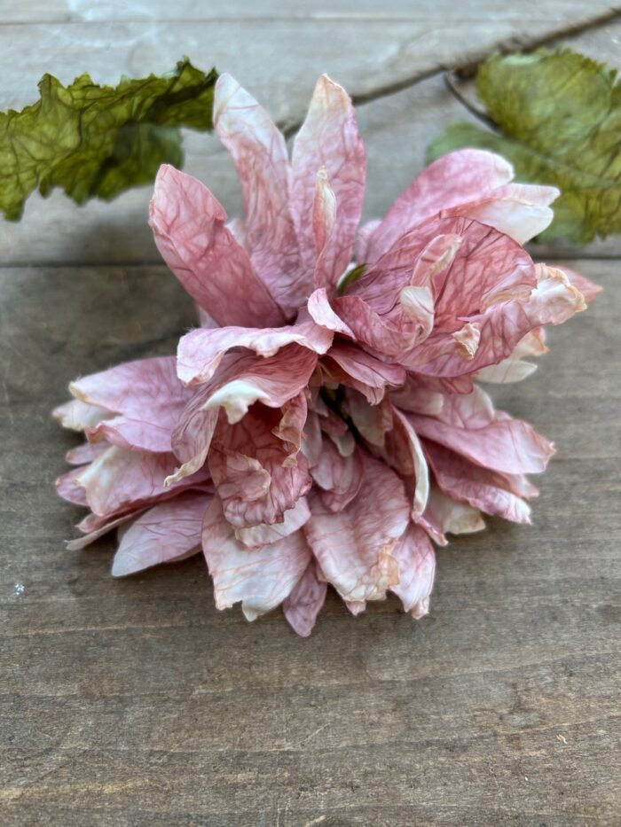 Dahlia Rosa - Bild 2