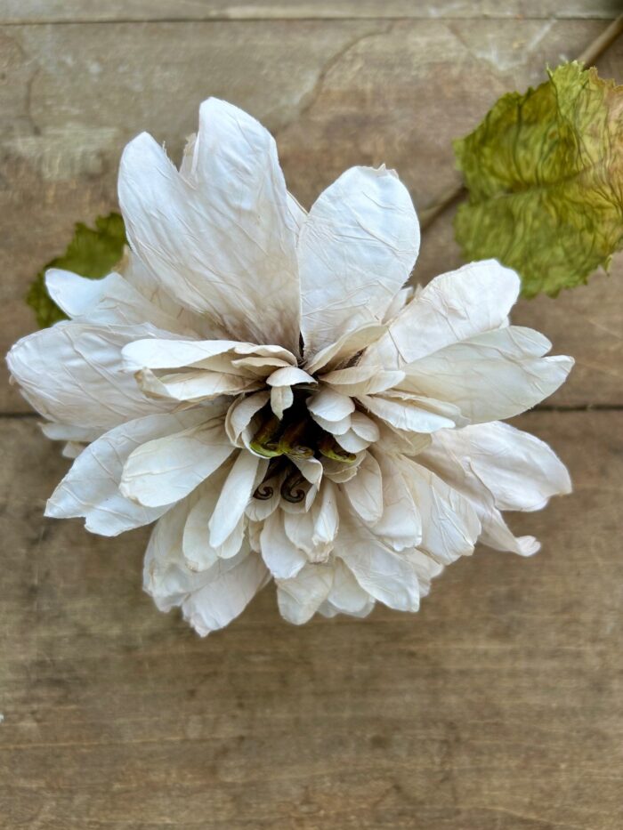 Dahlia Nude - Bild 2