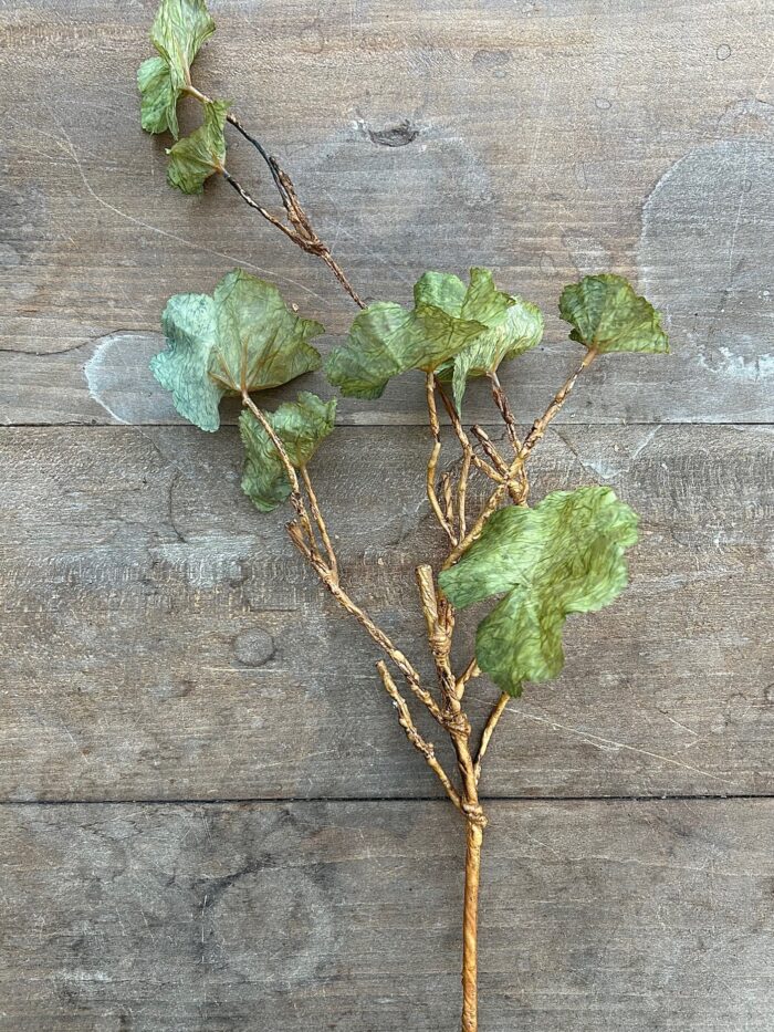 Geranium